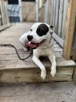 DIXIE, a female American Staffordshire Terrier for sale in Brooksville, FL – Photo 2 of 2