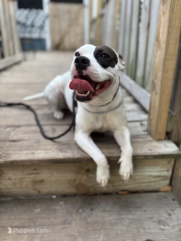 DIXIE – American Staffordshire Terrier puppy for sale in Brooksville, FL