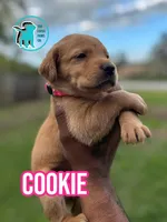 COOKIE, a female Labrador Retriever for sale in Brooksville, FL – Photo 2 of 2
