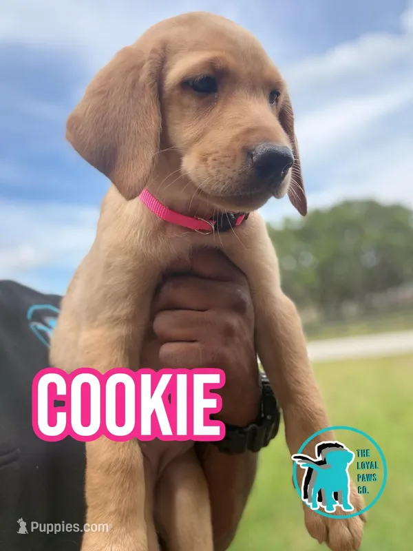 COOKIE – Labrador Retriever puppy for sale in Brooksville, FL