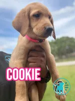 COOKIE, a female Labrador Retriever for sale in Brooksville, FL – Photo 1 of 2