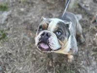 processed/82a732c7-6acc-4eeb-95ec-f8156edf9246/listing/d01e7b7d-6f73-48b9-ae5b-90c8ac1a5532/1162d72a-05bd-4599-95db-a7e523eca8f6