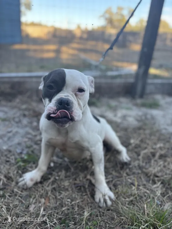BELLA, a female American Bully for sale in Brooksville, FL – Photo 1 of 3
