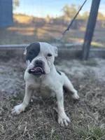 BELLA, a female American Bully for sale in Brooksville, FL – Photo 1 of 3