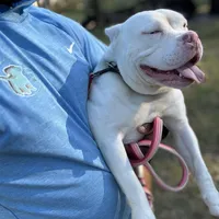 ABKC BONNIE, a female American Bully for sale in Brooksville, FL – Photo 1 of 5