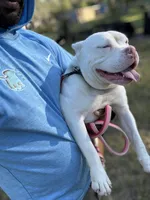 BONNIE, a female American Bully for sale in Brooksville, FL – Photo 1 of 5