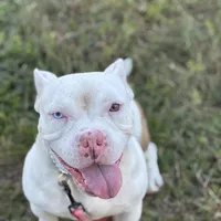 ABKC BONNIE, a female American Bully for sale in Brooksville, FL – Photo 2 of 5