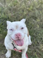 BONNIE, a female American Bully for sale in Brooksville, FL – Photo 2 of 5