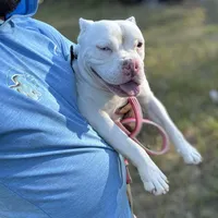 ABKC BONNIE, a female American Bully for sale in Brooksville, FL – Photo 5 of 5