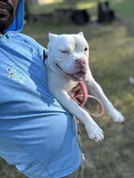 BONNIE, a female American Bully for sale in Brooksville, FL – Photo 5 of 5