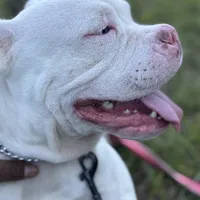ABKC BONNIE, a female American Bully for sale in Brooksville, FL – Photo 4 of 5