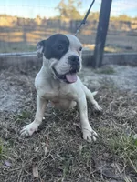 BELLA, a female American Bully for sale in Brooksville, FL – Photo 2 of 3
