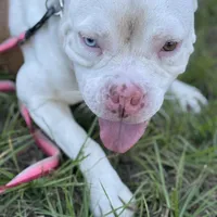 ABKC BONNIE, a female American Bully for sale in Brooksville, FL – Photo 3 of 5
