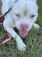 BONNIE, a female American Bully for sale in Brooksville, FL – Photo 3 of 5