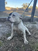 BELLA, a female American Bully for sale in Brooksville, FL – Photo 3 of 3