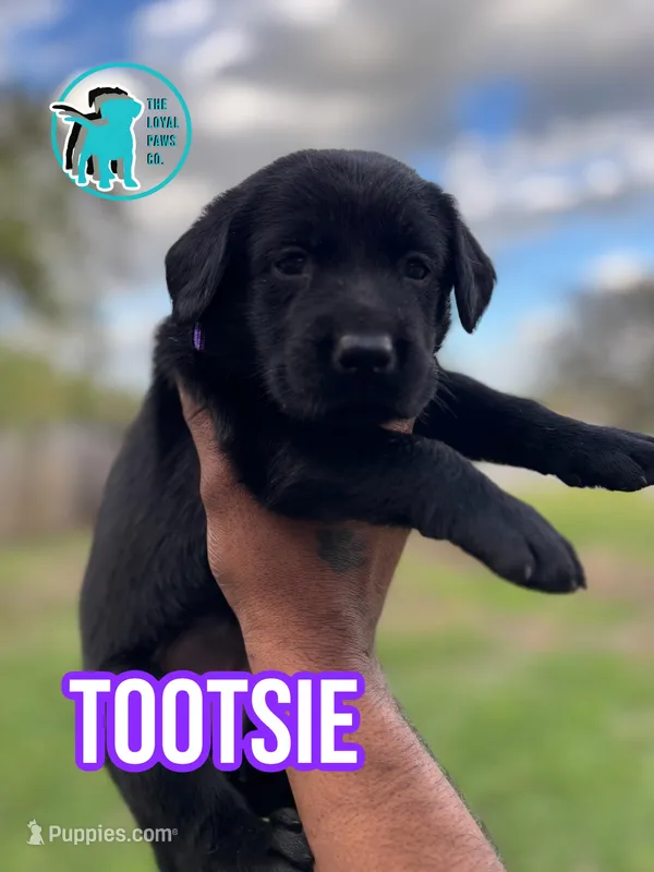 TOOTSIE – Labrador Retriever puppy for sale in Brooksville, FL