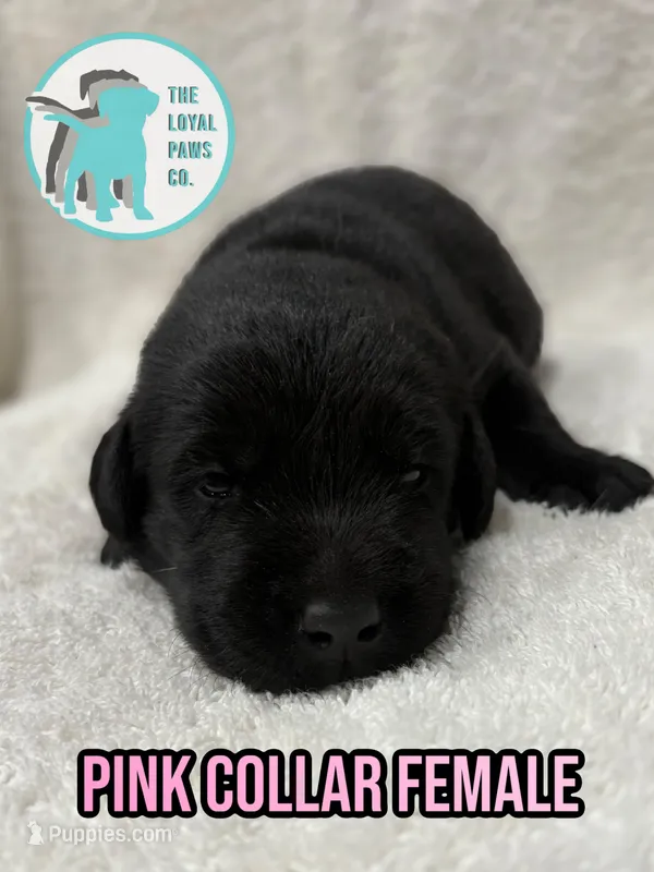 TOOTSIE, a female Labrador Retriever for sale in Brooksville, FL – Photo 1 of 1