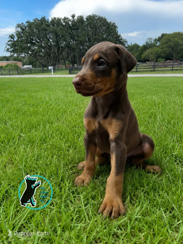 RED – Doberman Pinscher puppy for sale in Brooksville, FL
