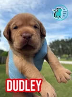 DUDLEY, a male Labrador Retriever for sale in Brooksville, FL – 1 of 1