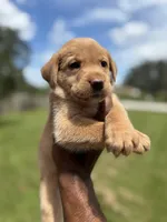 COOKIE, a female Labrador Retriever for sale in Brooksville, FL – Photo 4 of 4