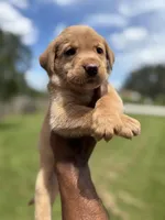 COOKIE, a female Labrador Retriever for sale in Brooksville, FL – Photo 2 of 4