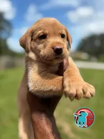 COOKIE, a female Labrador Retriever for sale in Brooksville, FL – Photo 1 of 4