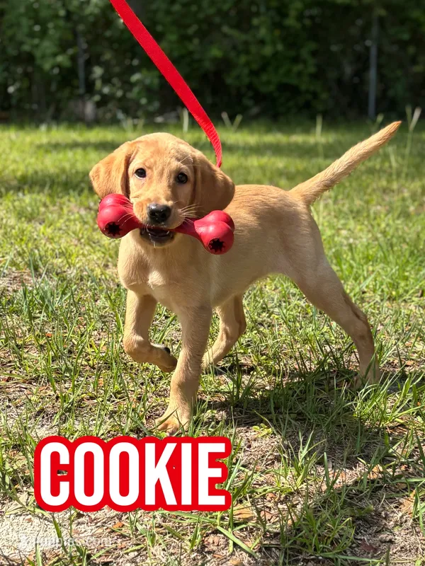 COOKIE – Labrador Retriever puppy for sale in Brooksville, FL