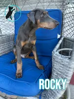 ROCKY, a male Doberman Pinscher for sale in Brooksville, FL – 2 of 2