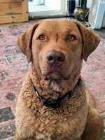 Pink collar, a female Chesapeake Bay Retriever for sale in Janesville, WI – 4 of 5