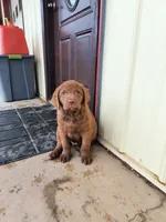 White collar male, a male Chesapeake Bay Retriever for sale in Janesville, WI – 2 of 5