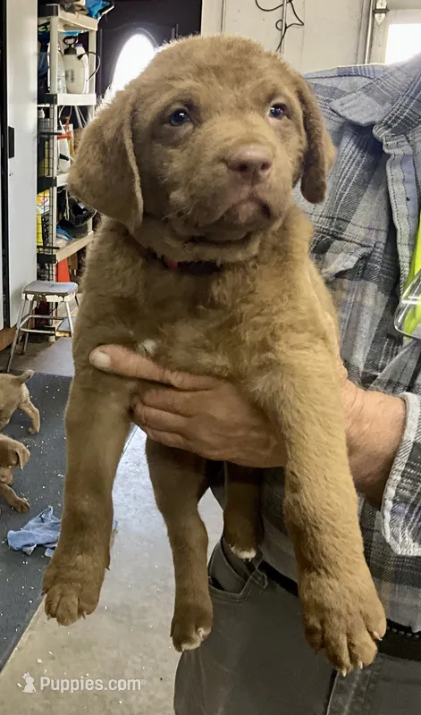 Pink collar – Chesapeake Bay Retriever puppy for sale in Janesville, WI