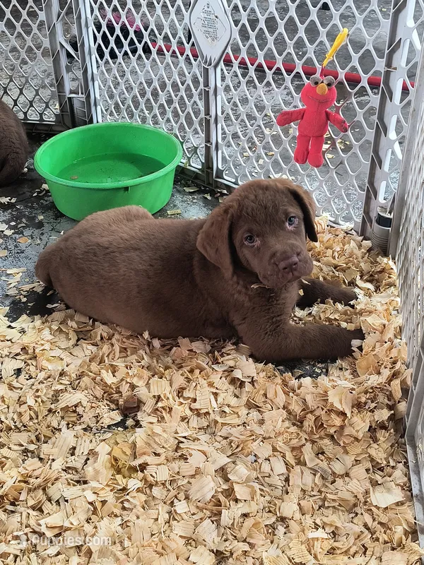 White collar male – Chesapeake Bay Retriever puppy for sale in Janesville, WI