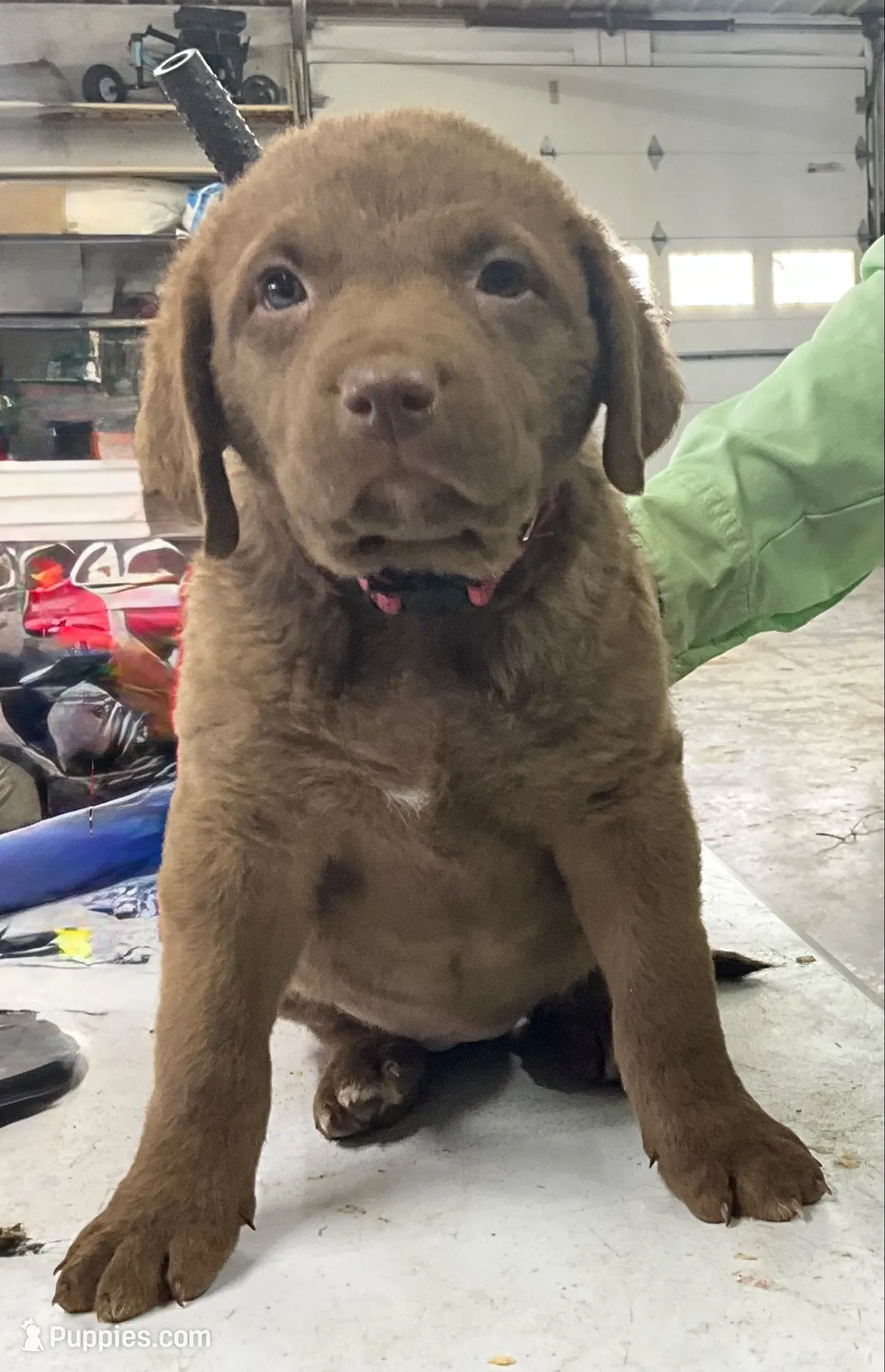 Pink collar, a female Chesapeake Bay Retriever for sale in Janesville, WI – 2 of 5