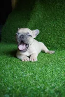 BumbleBee, a male French Bulldog for sale in Bladensburg, MD – 2 of 4