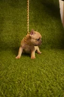 Xylah , a female French Bulldog for sale in Bladensburg, MD – 3 of 3