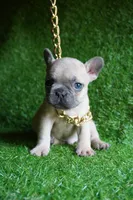 BumbleBee, a male French Bulldog for sale in Bladensburg, MD – 4 of 4