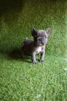 Chloe, a female French Bulldog for sale in Bladensburg, MD – 4 of 5