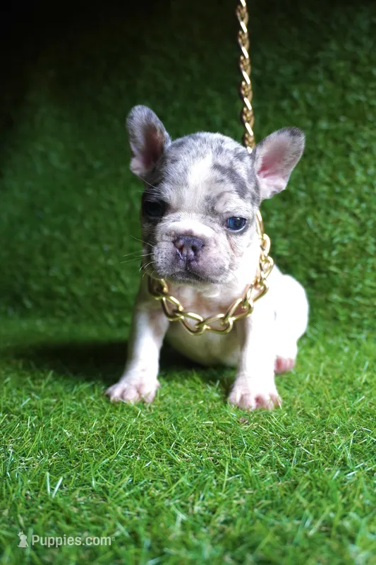 Louie – French Bulldog puppy for sale in Bladensburg, MD