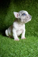 Nairo , a male French Bulldog for sale in Bladensburg, MD – 2 of 3