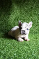 Nairo , a male French Bulldog for sale in Bladensburg, MD – 3 of 3