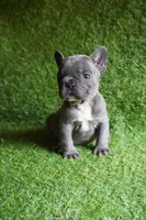 Chloe, a female French Bulldog for sale in Bladensburg, MD – 5 of 5