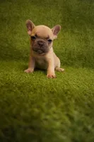 Xylah , a female French Bulldog for sale in Bladensburg, MD – 2 of 3