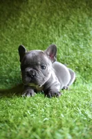Chloe, a female French Bulldog for sale in Bladensburg, MD – 2 of 5