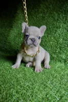 Saint, a male French Bulldog for sale in Bladensburg, MD – 3 of 3