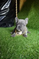 Chloe, a female French Bulldog for sale in Bladensburg, MD – 3 of 5