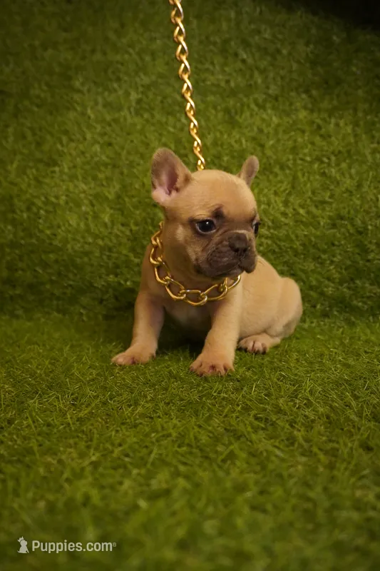 Xylah  – French Bulldog puppy for sale in Bladensburg, MD