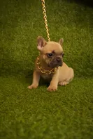 Xylah , a female French Bulldog for sale in Bladensburg, MD – 1 of 3