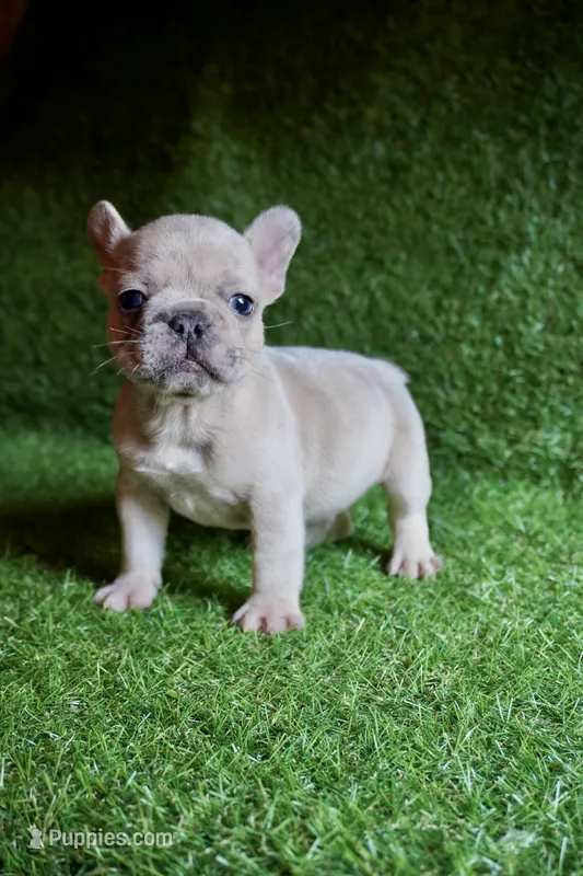 Saint – French Bulldog puppy for sale in Bladensburg, MD