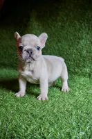 Saint, a male French Bulldog for sale in Bladensburg, MD – 1 of 3