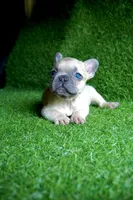 BumbleBee, a male French Bulldog for sale in Bladensburg, MD – 3 of 4